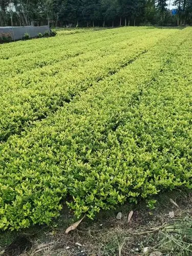 武汉城市绿化带种植什么植物比较好